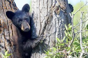A black bear explores a rooftop in the Roaring Fork Valley during the July 2026 drought in Colorado.