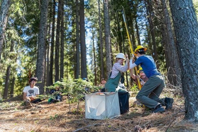 A forestry aide inspects Douglas fir seeds for larvae at the Lewis A. Moran Reforestation Center in Davis.