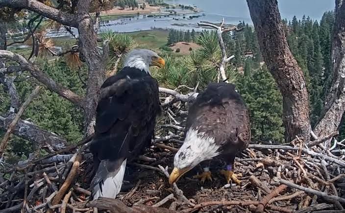 Shadow and a new female bald eagle perched together in a large nest overlooking Big Bear Lake.