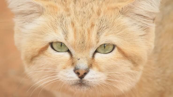 A small, tan sand cat sitting in the shade of a desert shrub in the Libyan Sahara.