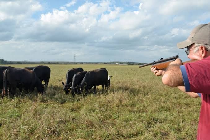 Close up of a cattle dart gun used by a veterinarian to treat livestock on a farm.