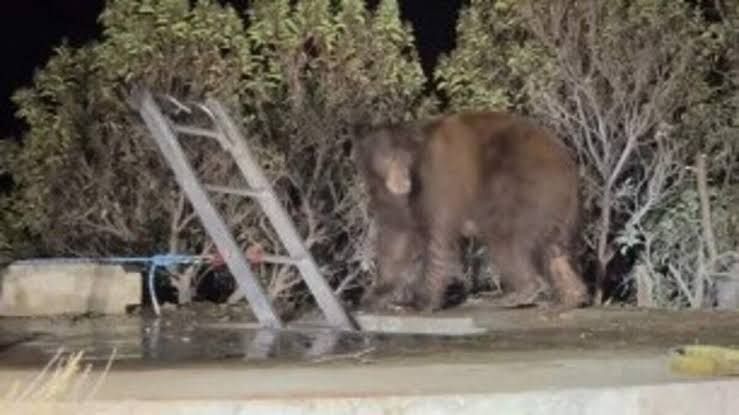 A cub climbs a ladder out of a water tank while fire officials observe the bear family rescue in La Verne.