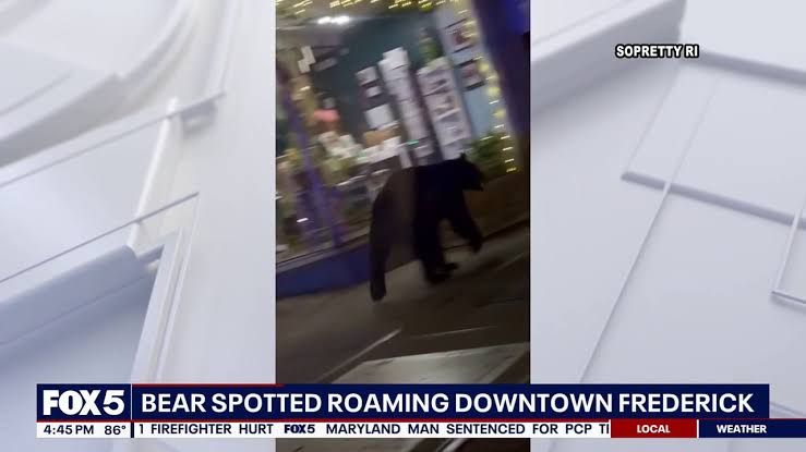 A black bear walks along a sidewalk in downtown Frederick near parked cars and local businesses on a weekend night.
