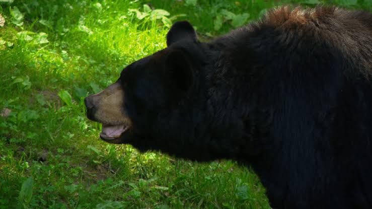 A black bear standing in a wooded area near the WNC Nature Center in Asheville.