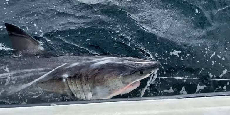 A great white shark swims near the surface of the water off the coast of Nova Scotia during a research tagging mission.