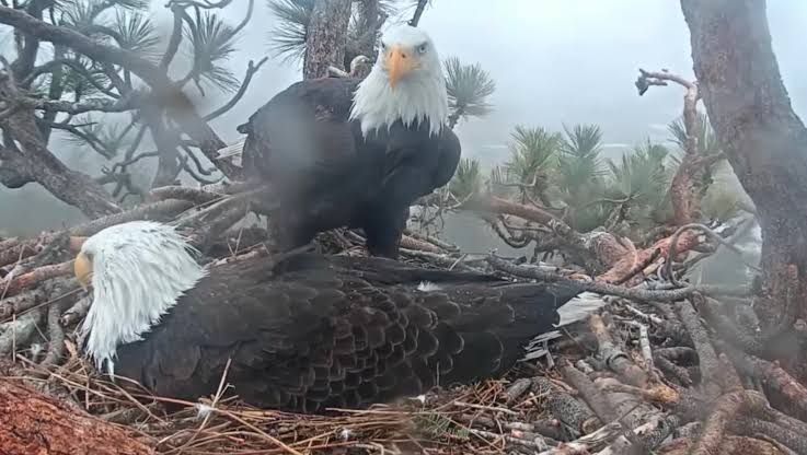 Jackie the bald eagle perched in her nest at Big Bear, captured by the livestream camera.