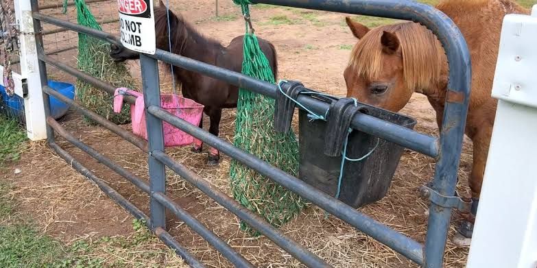 A horse being groomed by a participant at the Hope for Hooves facility in Augusta during an employment training session.