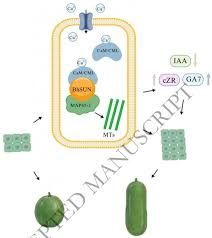 Comparison of a long cylindrical wax gourd next to a round wax gourd in a laboratory setting.