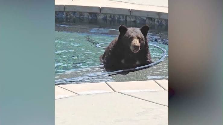 A mother bear and her cubs swimming in a residential swimming pool in Southern California during a hot summer.
