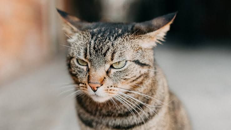 A person looking at their smartphone while a cat in the background shows signs of visible distress and frustration.