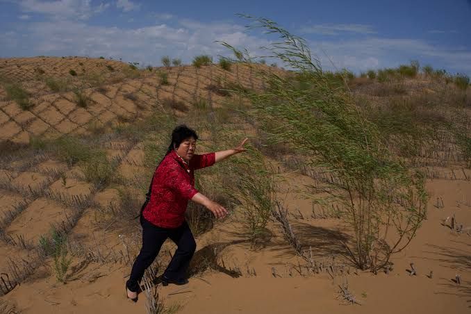 Rows of straw checkerboards stabilize sand dunes across a vast desert landscape in northern China.