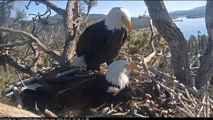 A bald eagle perched on a branch near the Big Bear Lake nest camera.