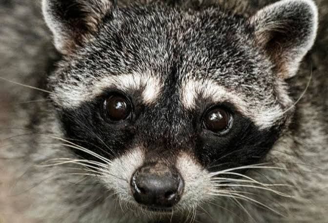 Jimothy the round raccoon scurrying through a park in Seattle.
