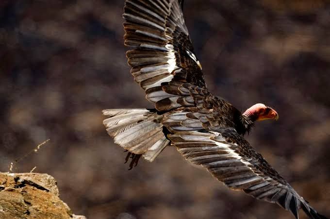 A bald eagle flying above a forest canopy to illustrate the wildlife protections under threat in federal court.