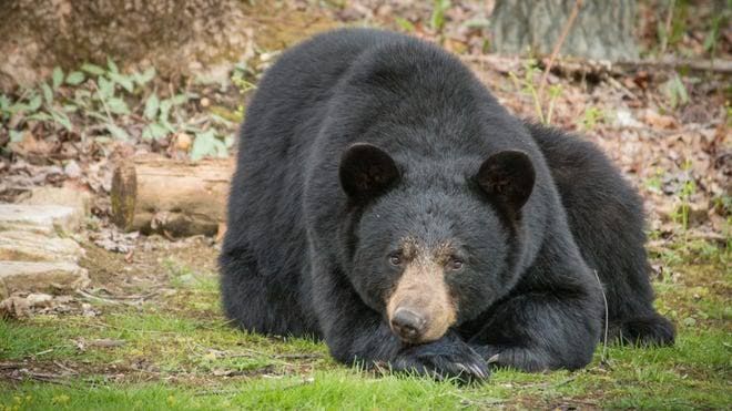 A black bear walking through a residential neighborhood in Asheville, North Carolina.