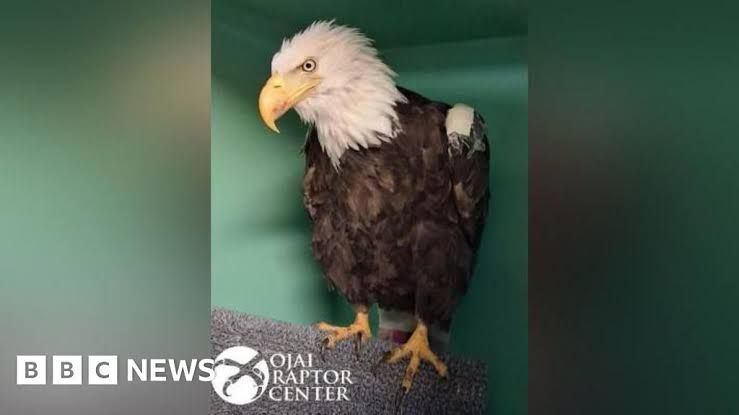 A bald eagle perched on a branch in Big Bear Valley during a live stream broadcast.