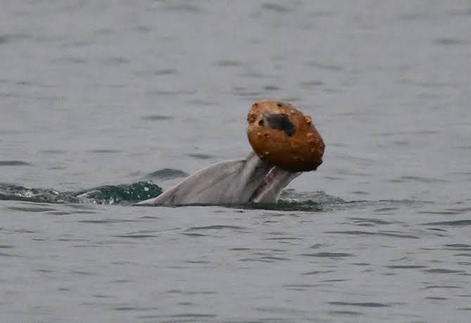 An adult bottlenose dolphin rising from the water while holding a large seashell in its jaw in Queensland, Australia.