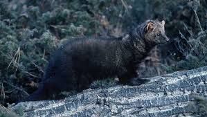 A fisher standing in a forest setting representing the carnivores found in North America.