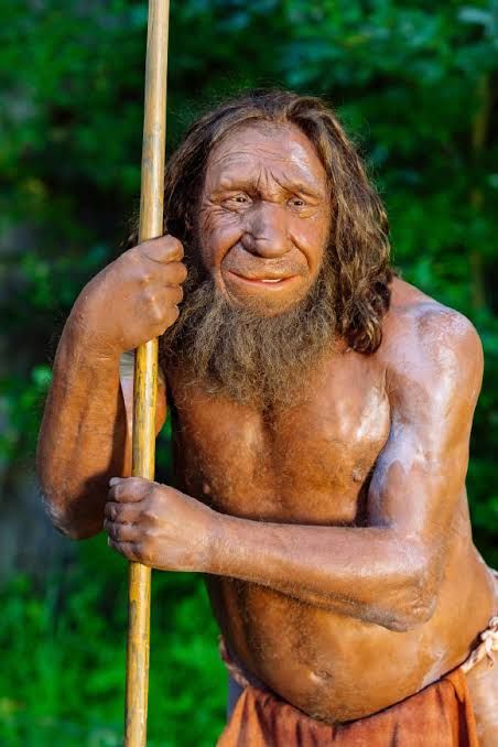 Scientific reconstruction of a Neanderthal face highlighting skull features like the brow ridge and jaw structure.