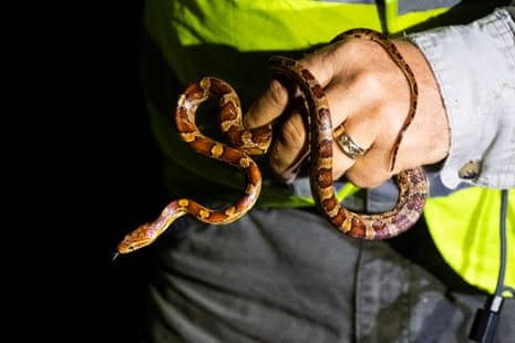 Tom Rahill holding a large Burmese python caught during the Florida Python Challenge in the Everglades.