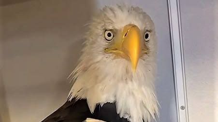 Jackie the bald eagle during a feeding session at the Ojai Raptor Center while undergoing medical treatment.