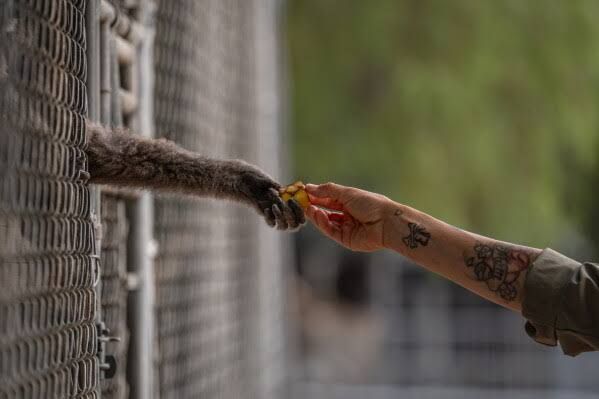 A caretaker hands a piece of banana to a gibbon at the Gibbon Conservation Center in Santa Clarita, California.