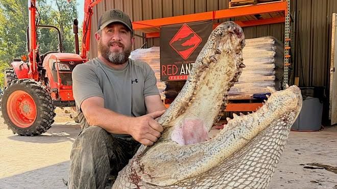 John Raines, Ben Holcomb, and Morgan Perkins pose with a 676-pound, 13-foot-7-inch alligator in Mississippi.