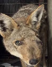 Close-up of a coyote in a cage with visible facial wounds and swelling near its eye.