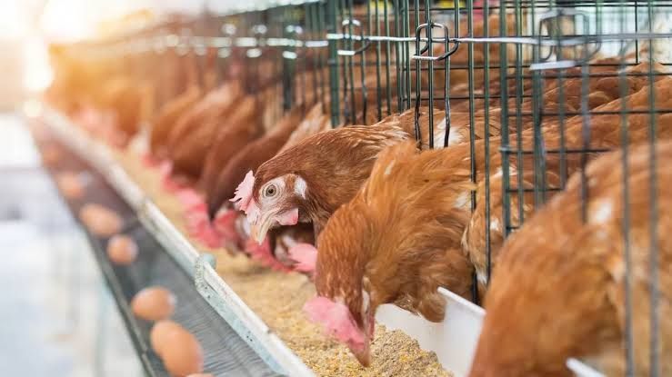 Chickens eating in a farm environment as part of a USDA-monitored agricultural research study.