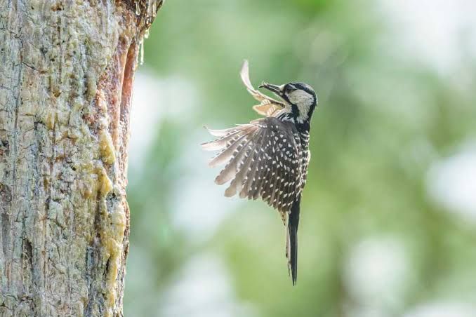 A Red-cockaded Woodpecker lands at its nest in a pine tree, illustrating the habitat protections facing a new lawsuit.