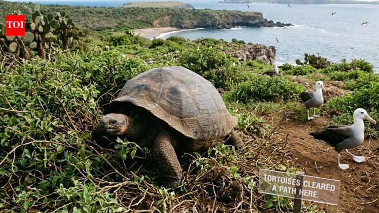 A giant tortoise moves through the dry, grassy landscape of Española Island, clearing vegetation in its path.