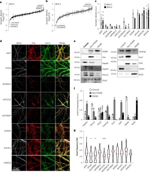 Fluorescence microscopy showing human induced neurons and astrocytes with reduced synaptic density due to PLCG2 knockdown.