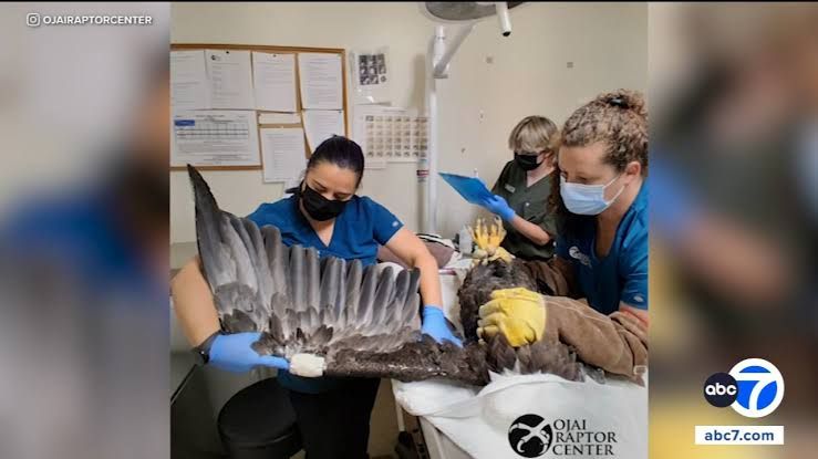 An injured bald eagle sits in a recovery enclosure after being rescued from a fight in Big Bear Lake.