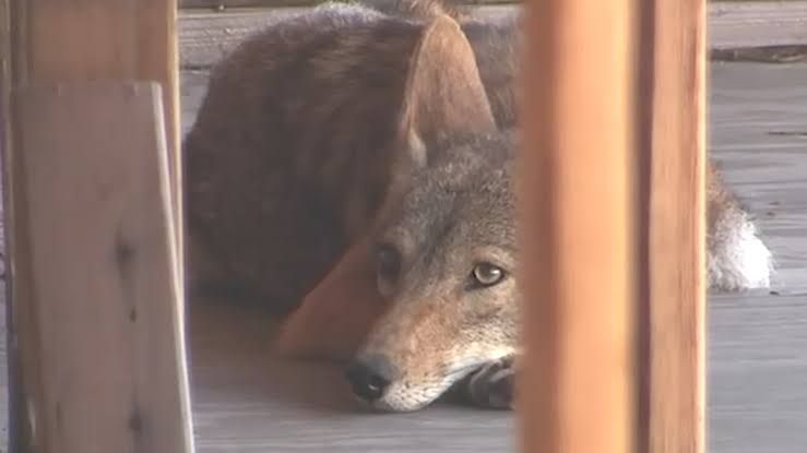 An abandoned construction site in West Hollywood with unfinished concrete structures where coyotes have been spotted.