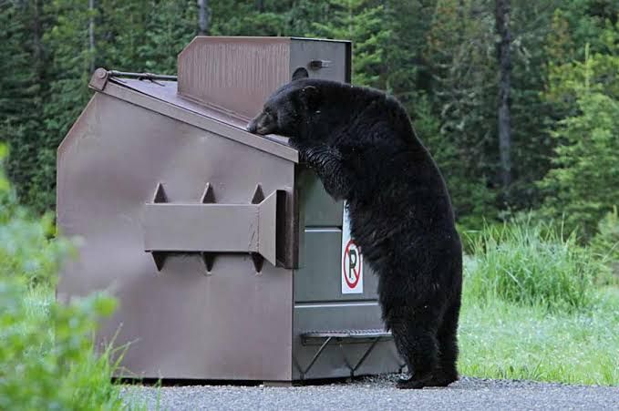 A black bear inspects a bear-resistant metal dumpster in a residential area.