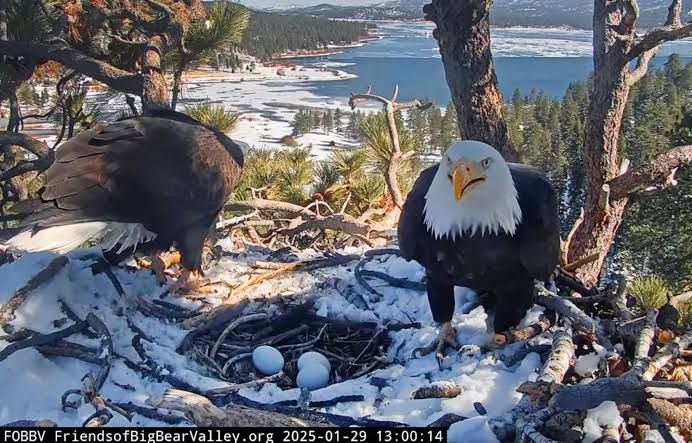 Jackie the bald eagle perched in a nest, the subject of a popular wildlife livestream in Big Bear Valley.