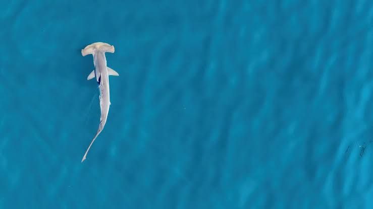 A hammerhead shark swimming in the ocean waters near Block Island.