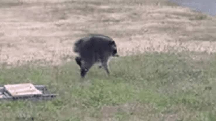 Jimothy the raccoon with a short spine standing in a residential area of Seattle.