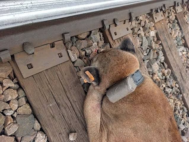 A young male cougar lies on railroad tracks in the Town of Friendship, Wisconsin, after being struck by a train.