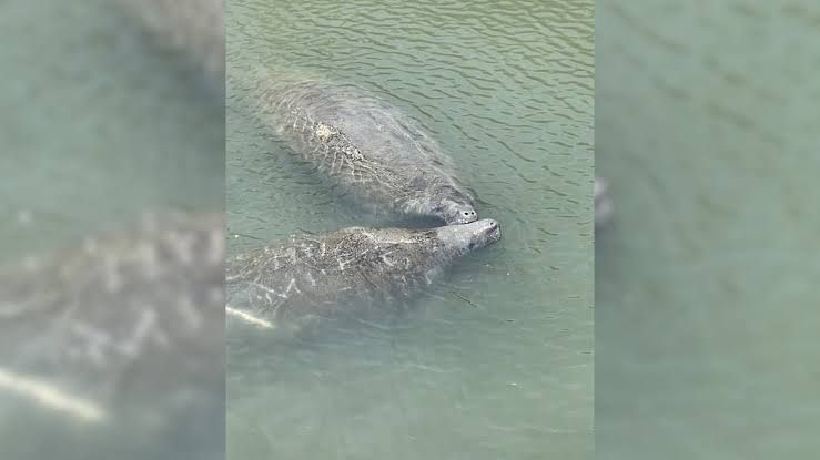 A manatee swimming near the surface of the water in a South Carolina coastal area.