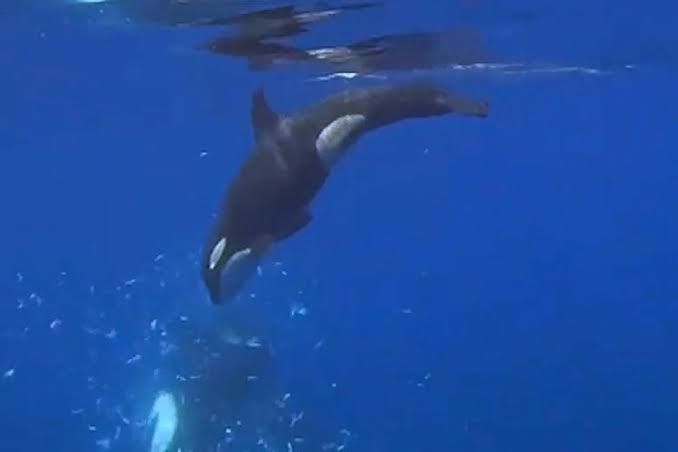 Two orcas swimming near the shredded remains of an ocean sunfish carcass off the coast of Baja California.