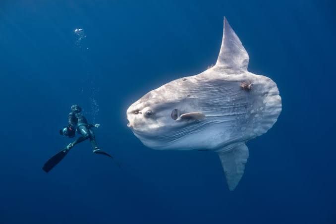 Giant oceanic sunfish glides through clear water near the Baja Peninsula with sunlight creating a moon-like glow.