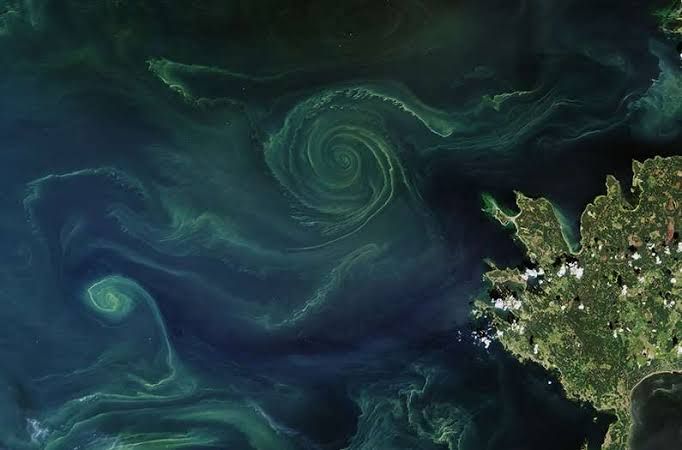 Satellite view of phytoplankton blooms swirling in the deep blue waters of the Southern Ocean.