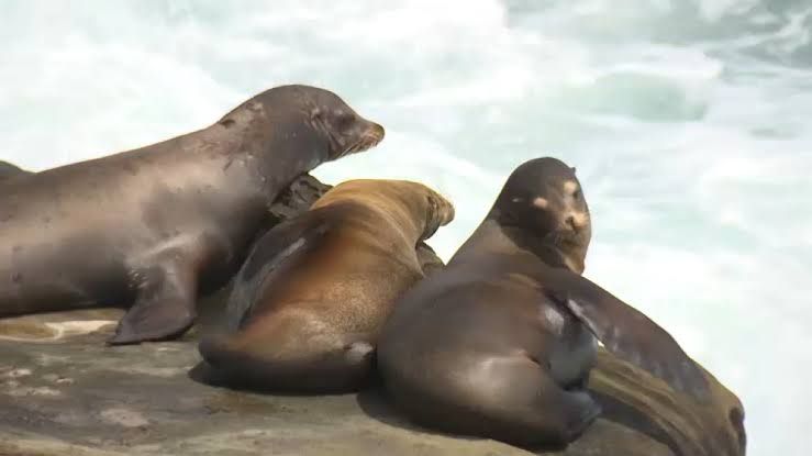 Sea lions resting on rocks at Point La Jolla near the site of the federal investigation into animal harassment.