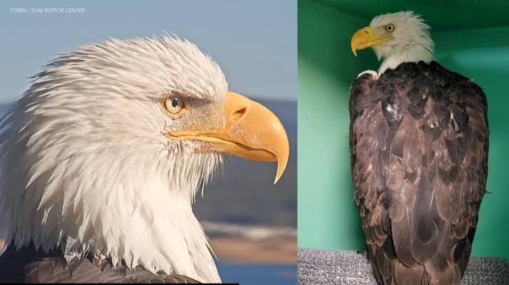 Jackie the bald eagle recovering in an enclosure at the Ojai Raptor Center after a territorial attack.