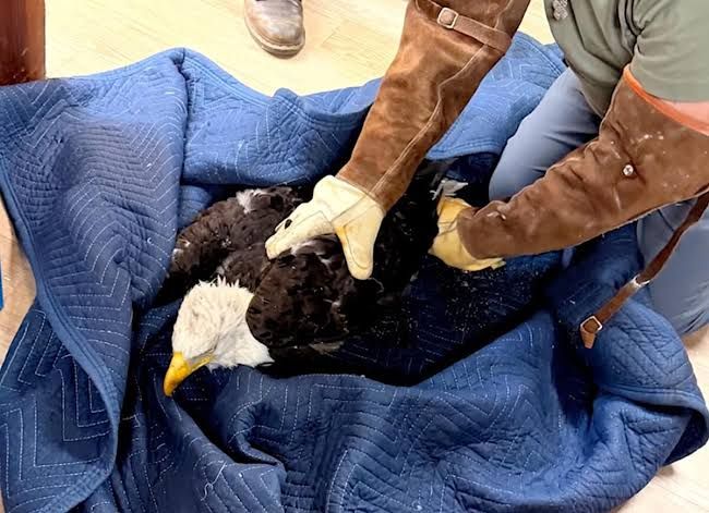 Jackie the bald eagle recovering in a specialized enclosure at the Ojai Raptor Center during her medical treatment.