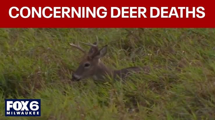 A field in Wisconsin where deer mortality is being investigated by the Department of Natural Resources.
