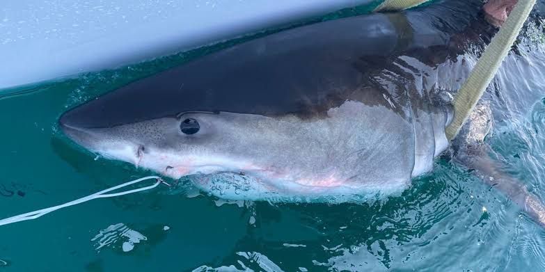 Great white shark Percy swimming near the surface during a tagging operation by researchers.