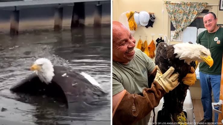 An injured bald eagle rests in a transport carrier after being rescued from a fight in Big Bear Lake.