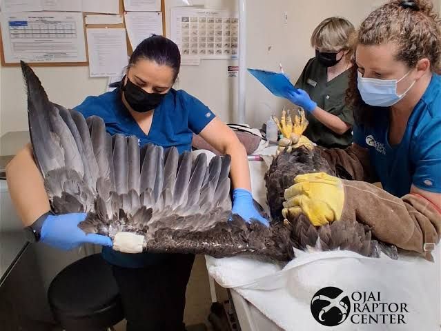 Jackie the bald eagle being examined by medical staff at the Ojai Raptor Center.